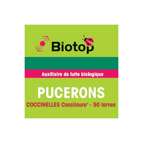 Pucerons - Coccinelles Coccilaure - 50 larves