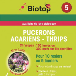 Pucerons, acariens, thrips - Chrysopes - 100 larves ou 300 oeufs